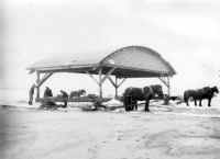 hangar-horses.jpg (1297057 bytes)